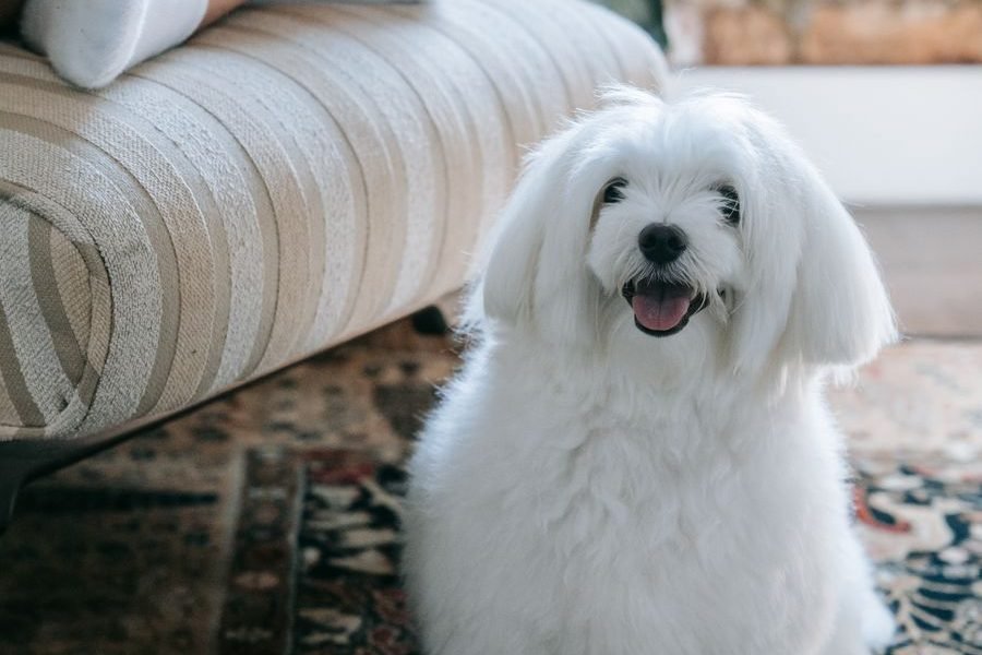 Pet Stain & Odor Removal in the Oklahoma City metro